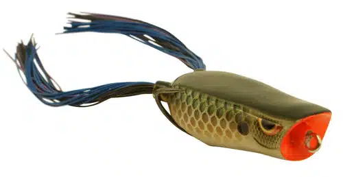Killer Gill