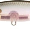 Ghost Minnow